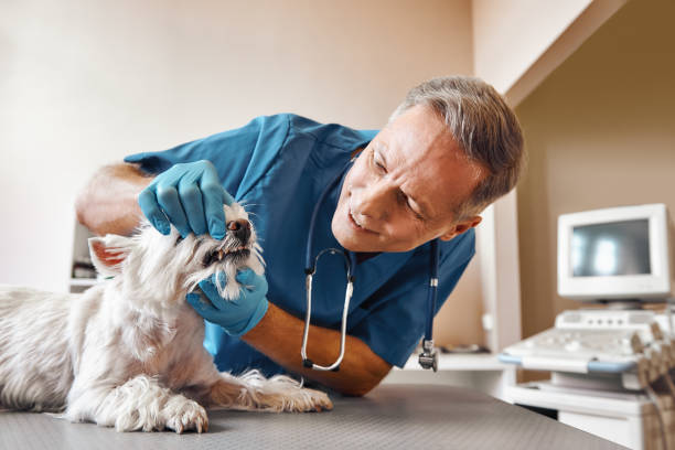 Best Emergency Root Canal Treatment in Mitchell, IL